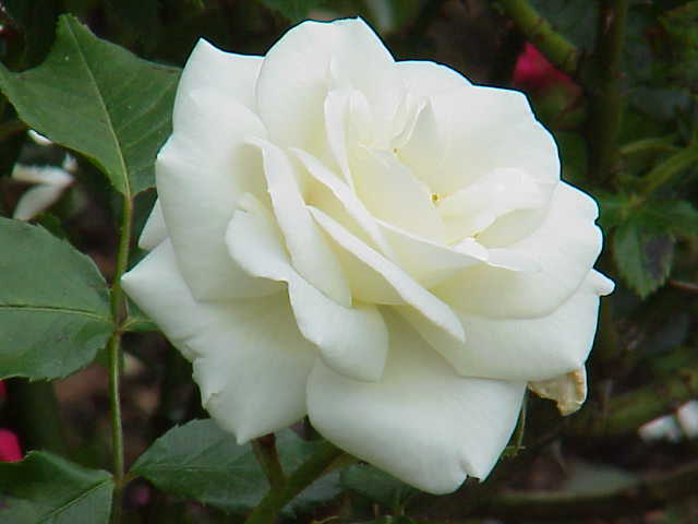 White Cockade