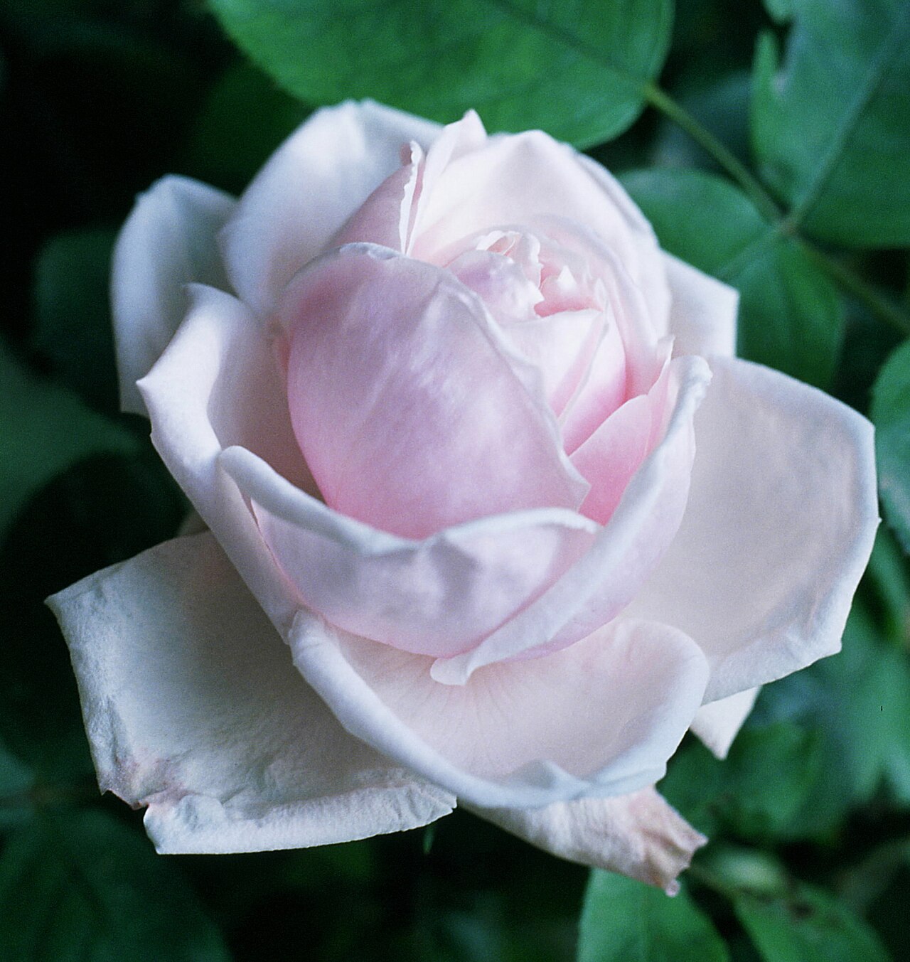 Paul's Early Blush