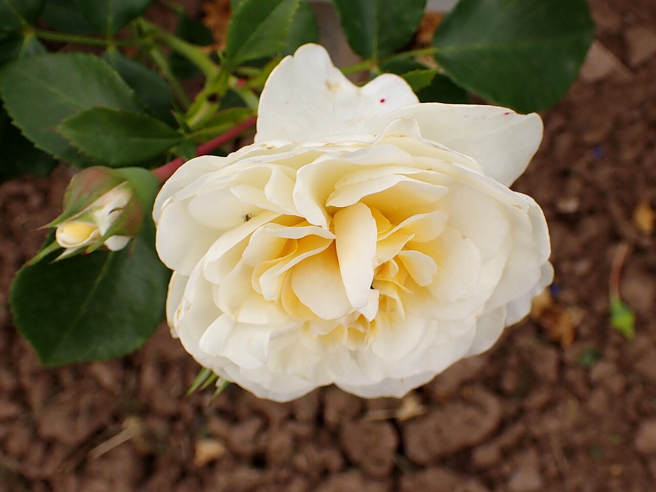 Lady Romantica