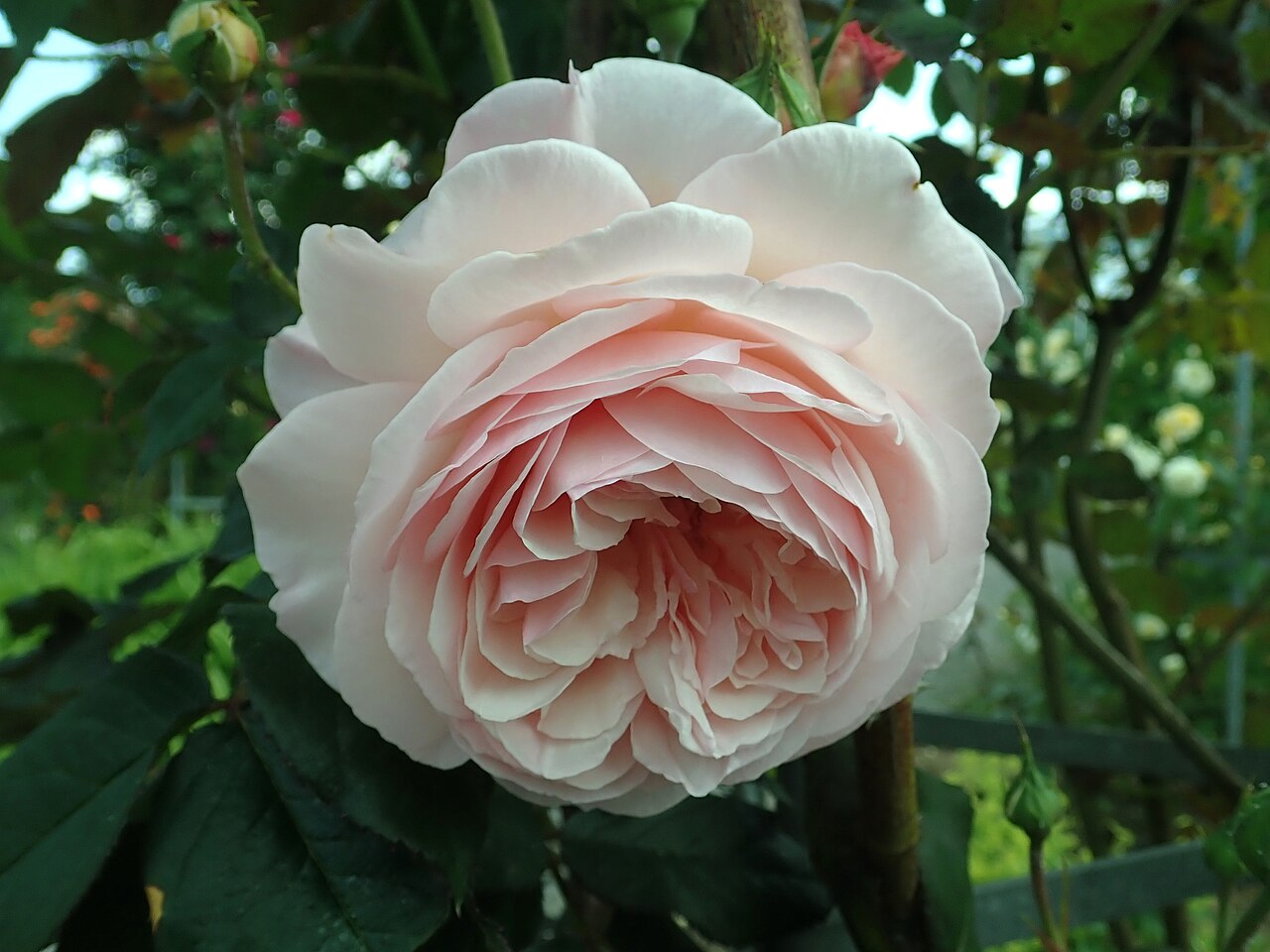 A Shropshire Lad
