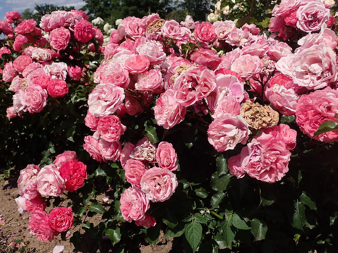 Pink Flower Circus