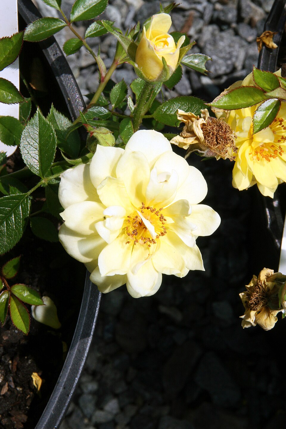 Yellow Ribbons