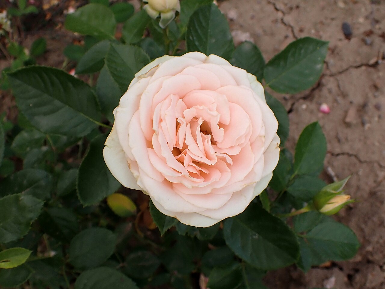 Champagnerperle