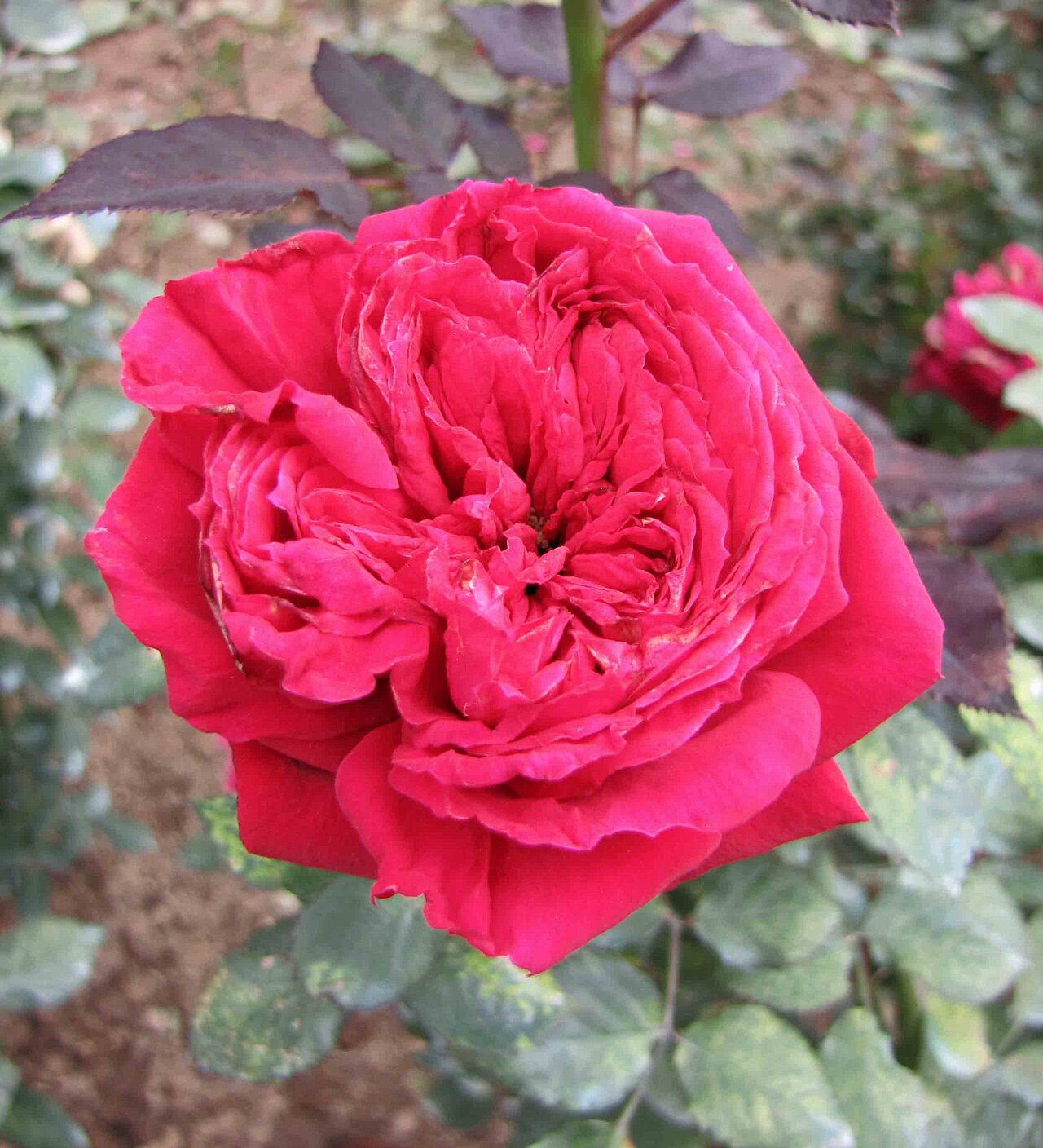 Ivor's Rose