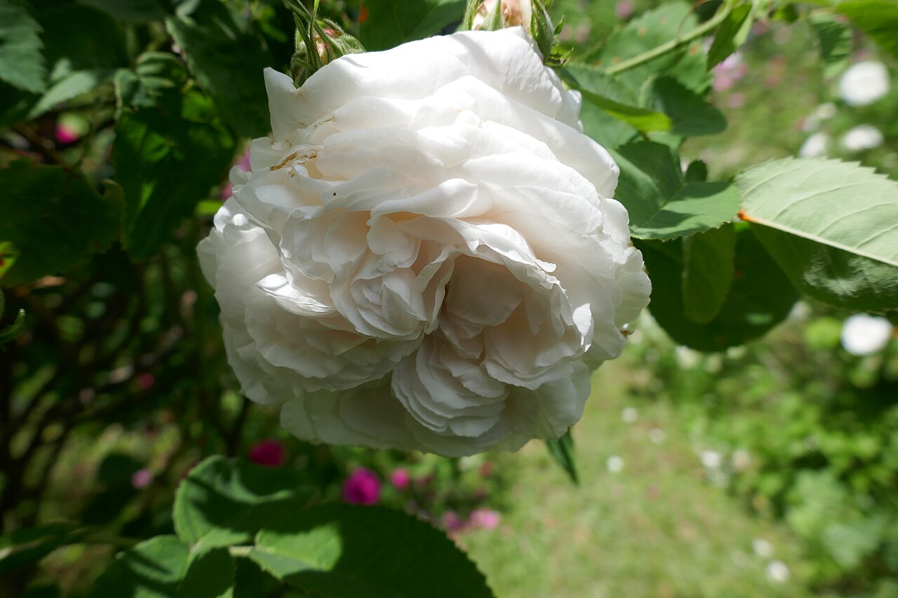 Blanchefleur