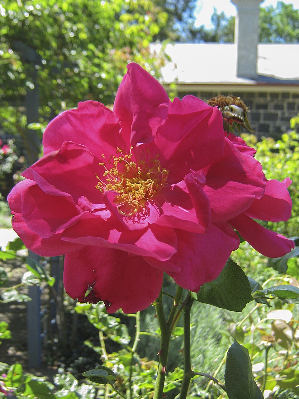Madge Taylor