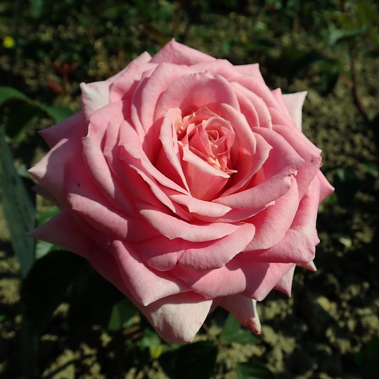 Belle Epoque