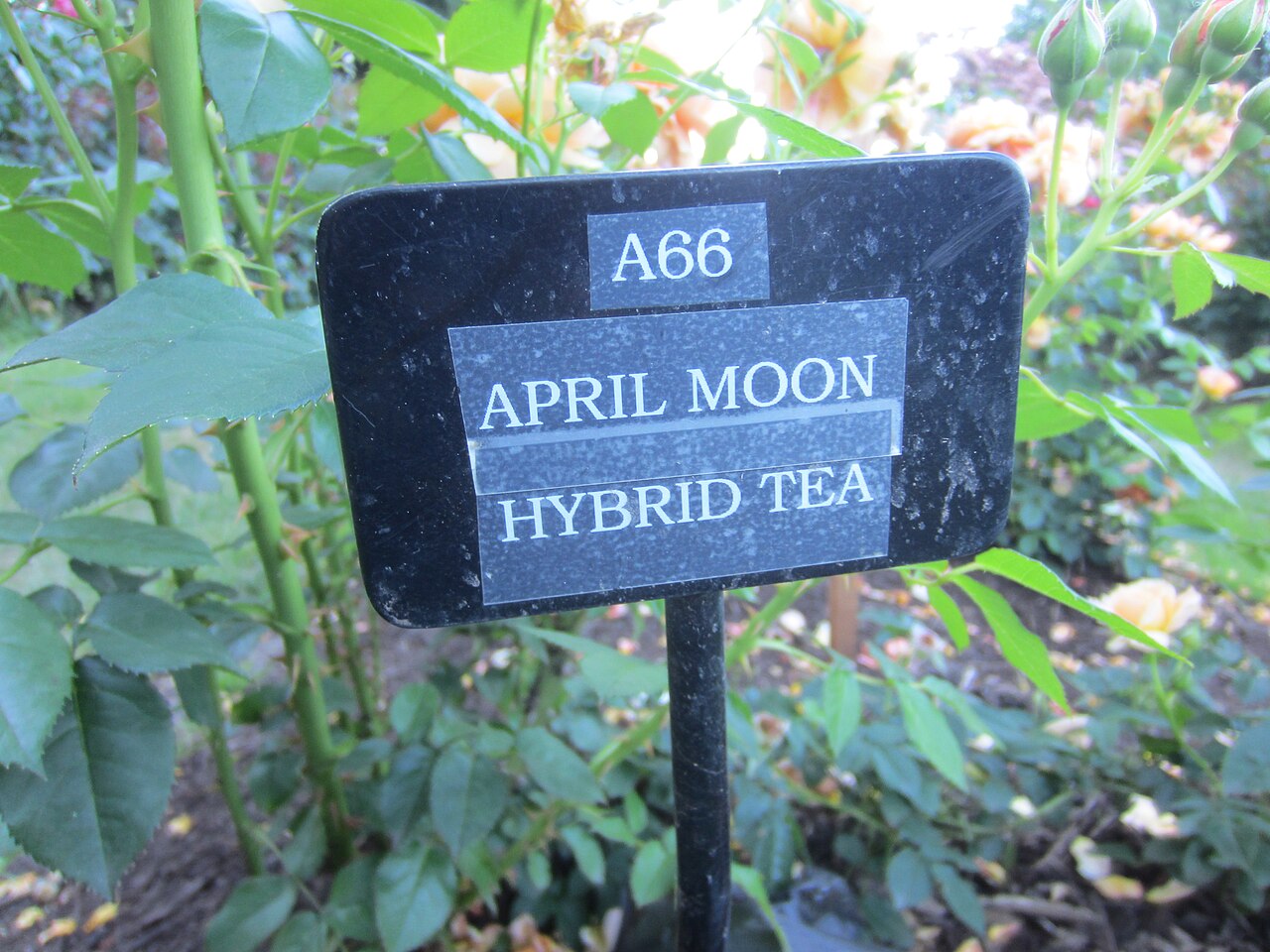 April Moon