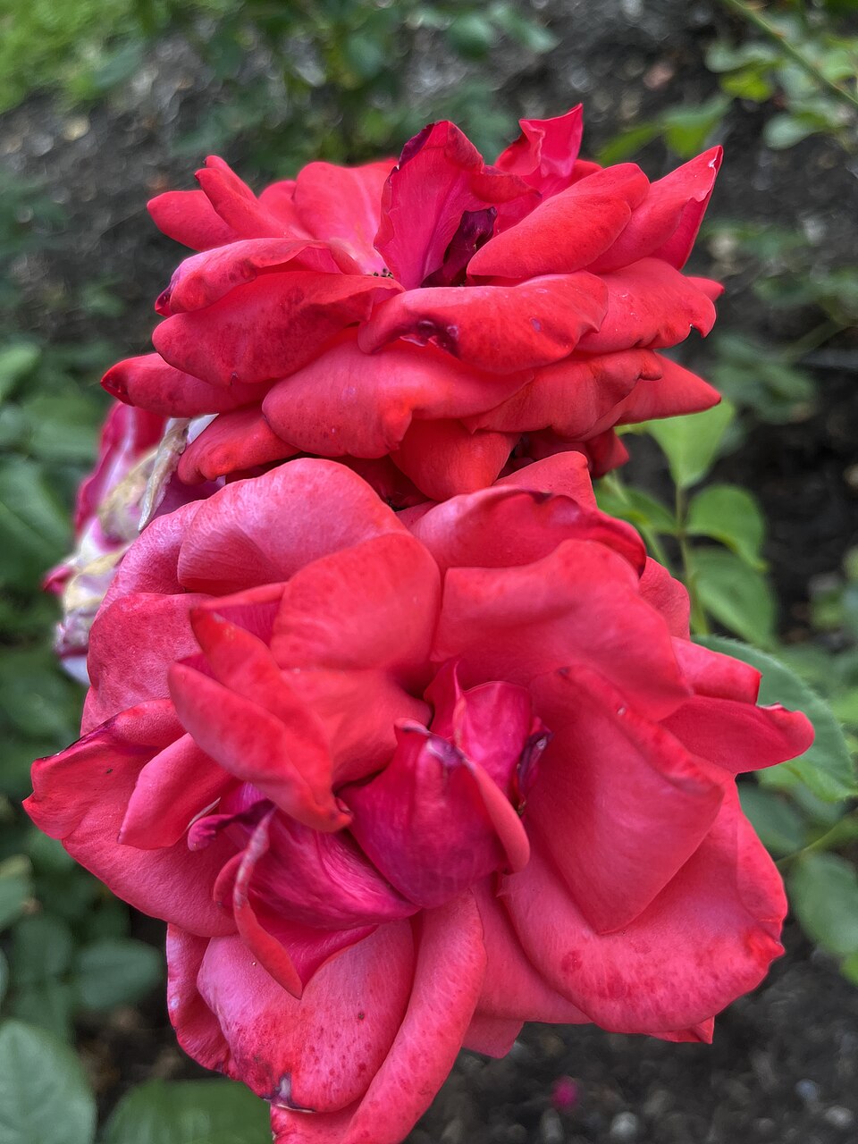 Geranium