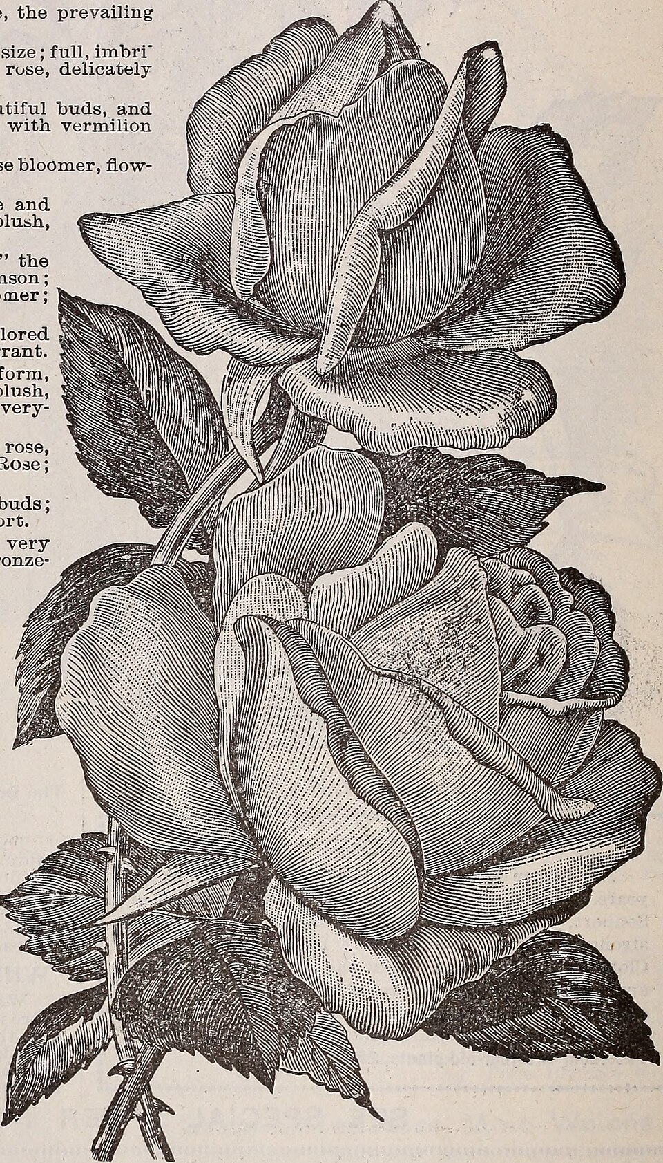 Duchesse Marie Salviati