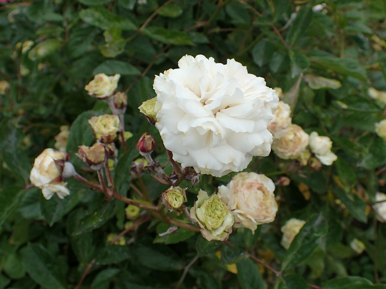 Marie-Jeanne