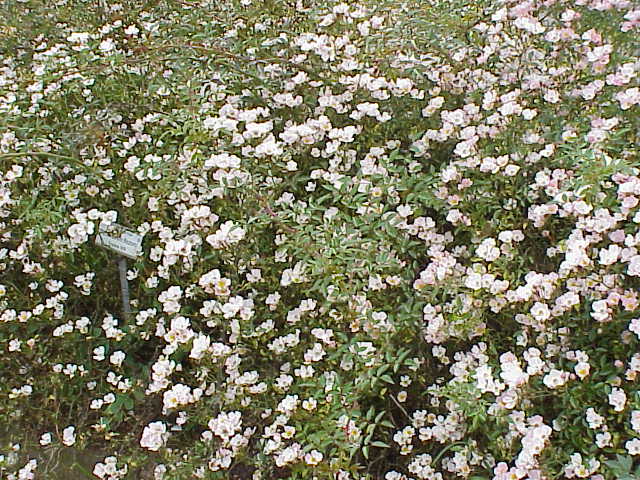 Miyagino