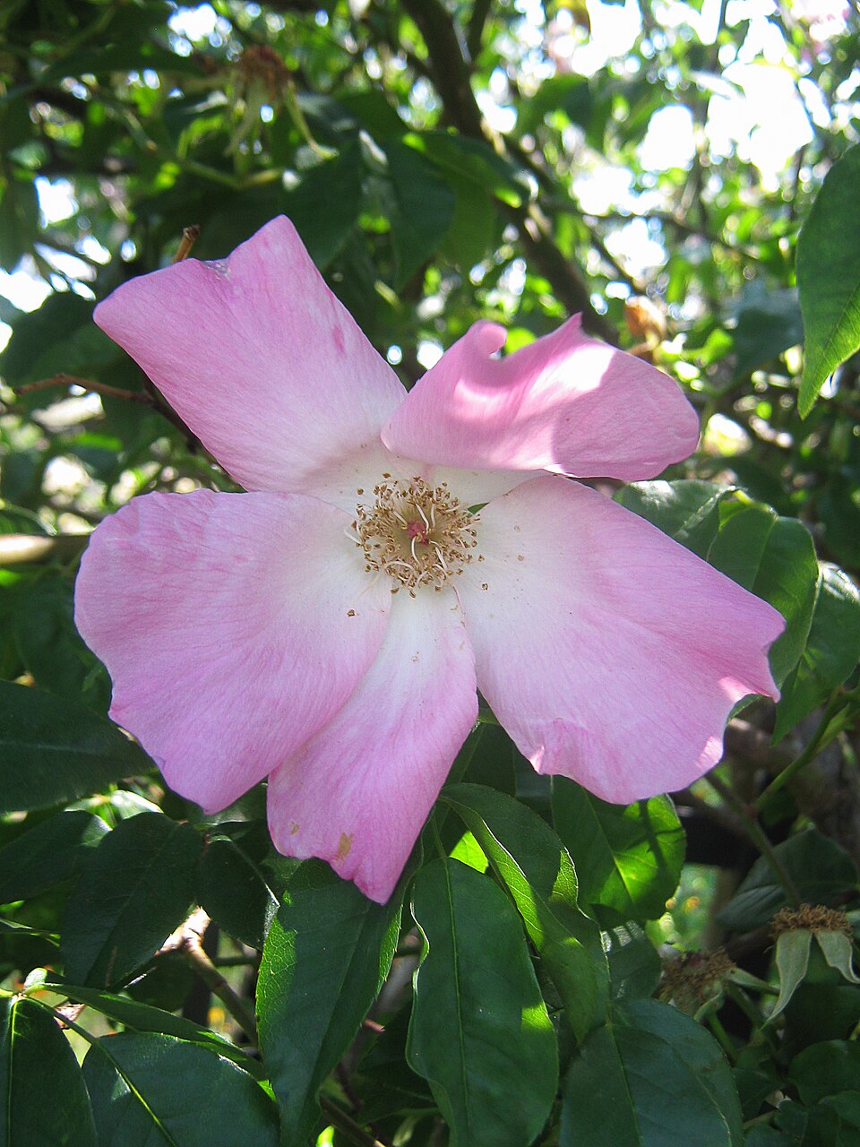 Herald of Spring