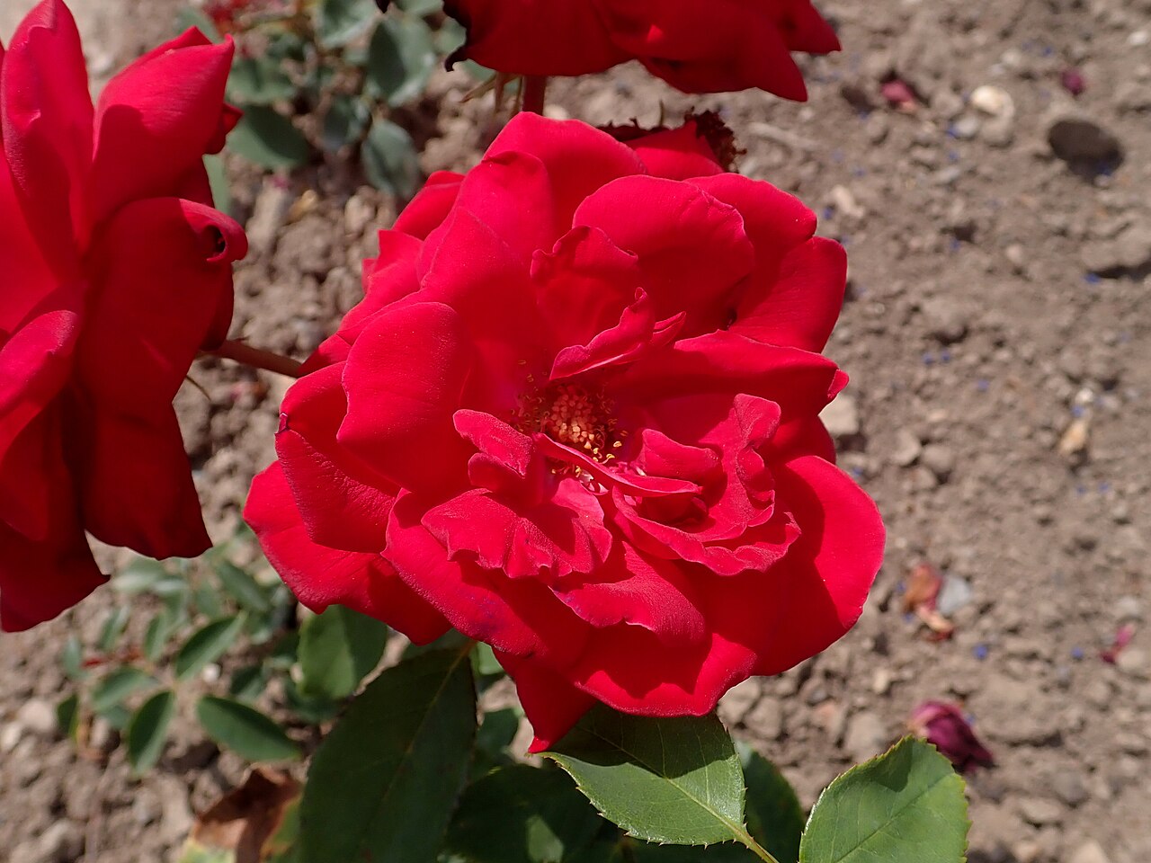 Duftparadies