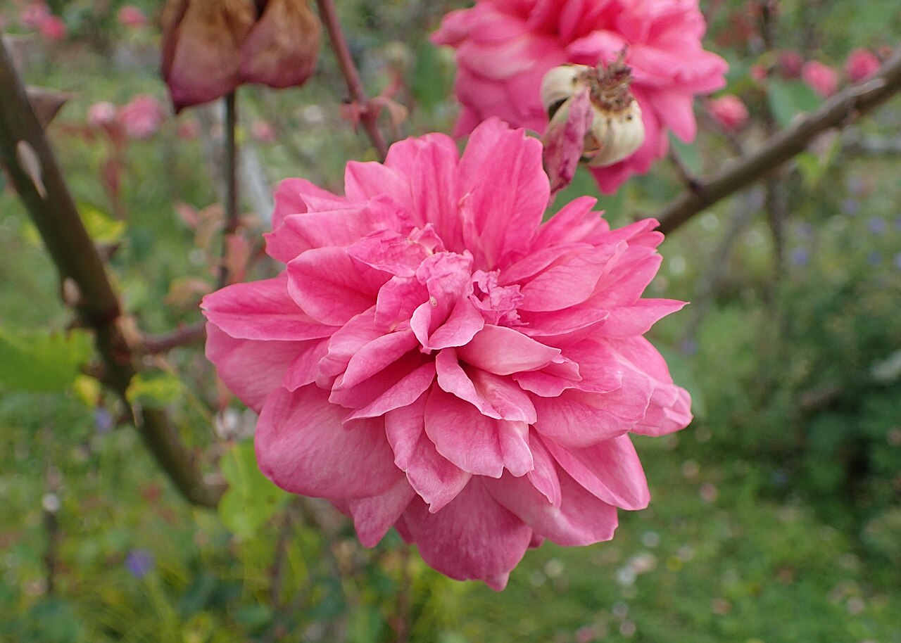 Archiduc Joseph