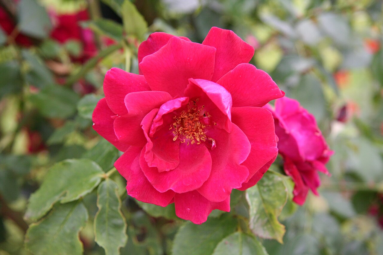 Red Parfum rose