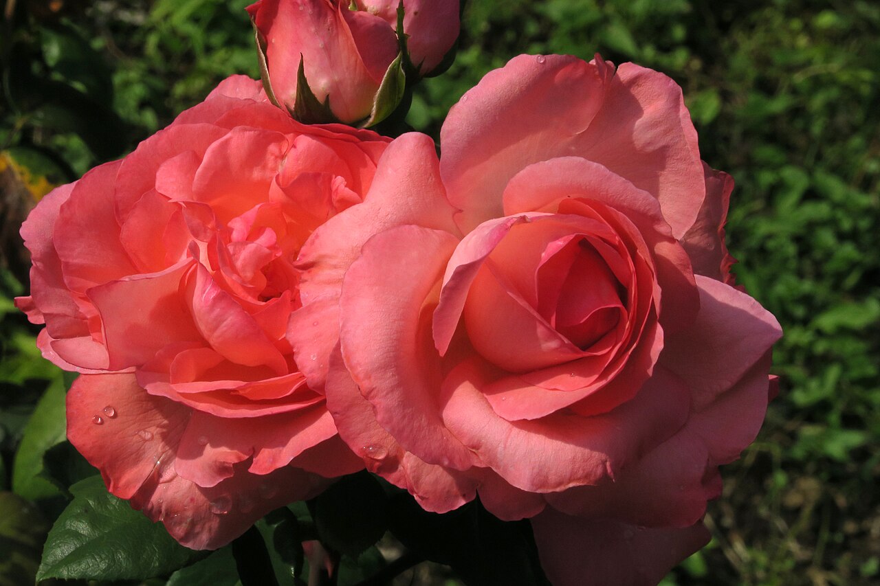 Pink Panther rose