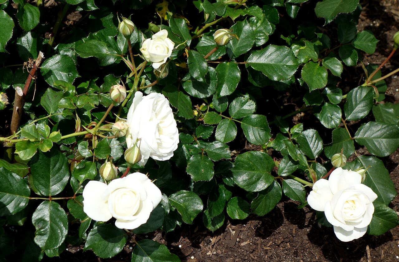 The Wedding Rose