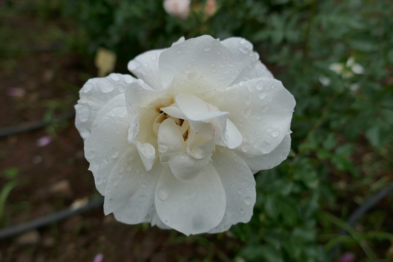 Carte Blanche