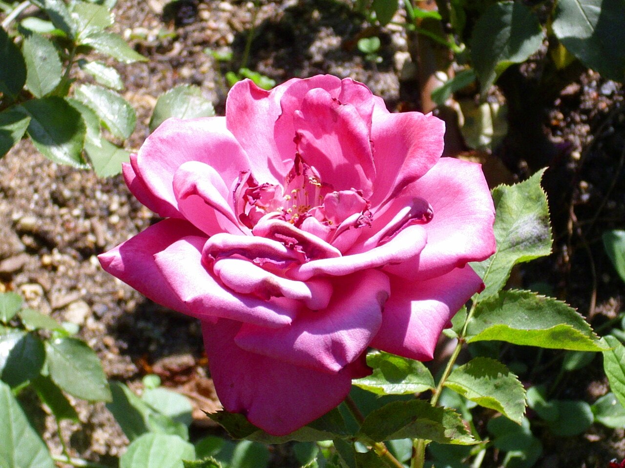 Violetera