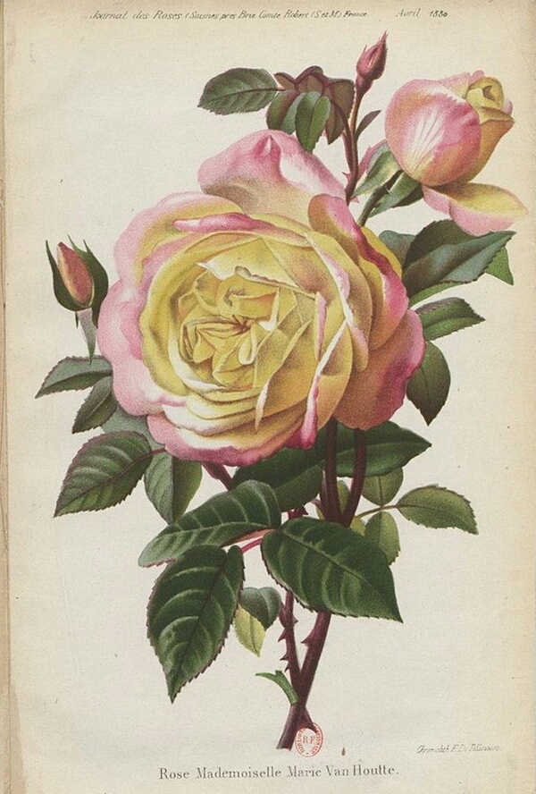Marie van Houtte