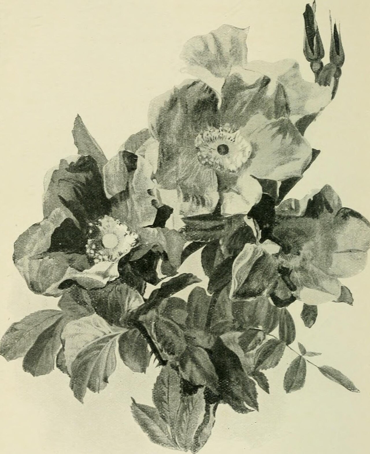 Calocarpa