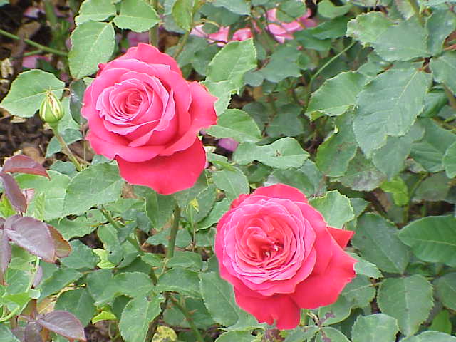 Alec's Red