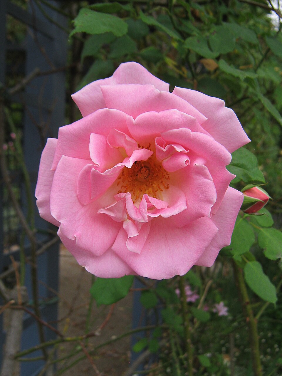 Margaret Turnbull