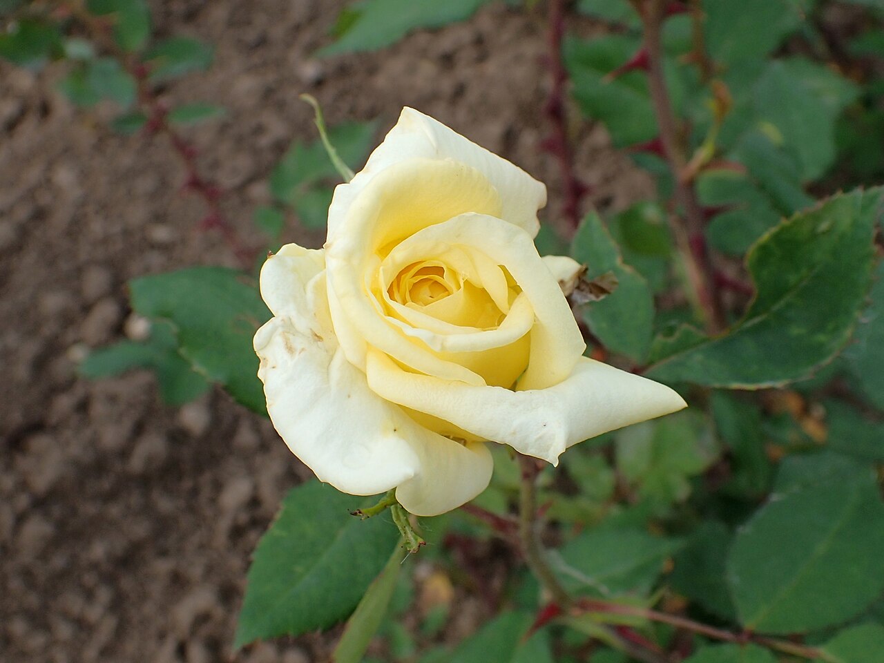King Boreas