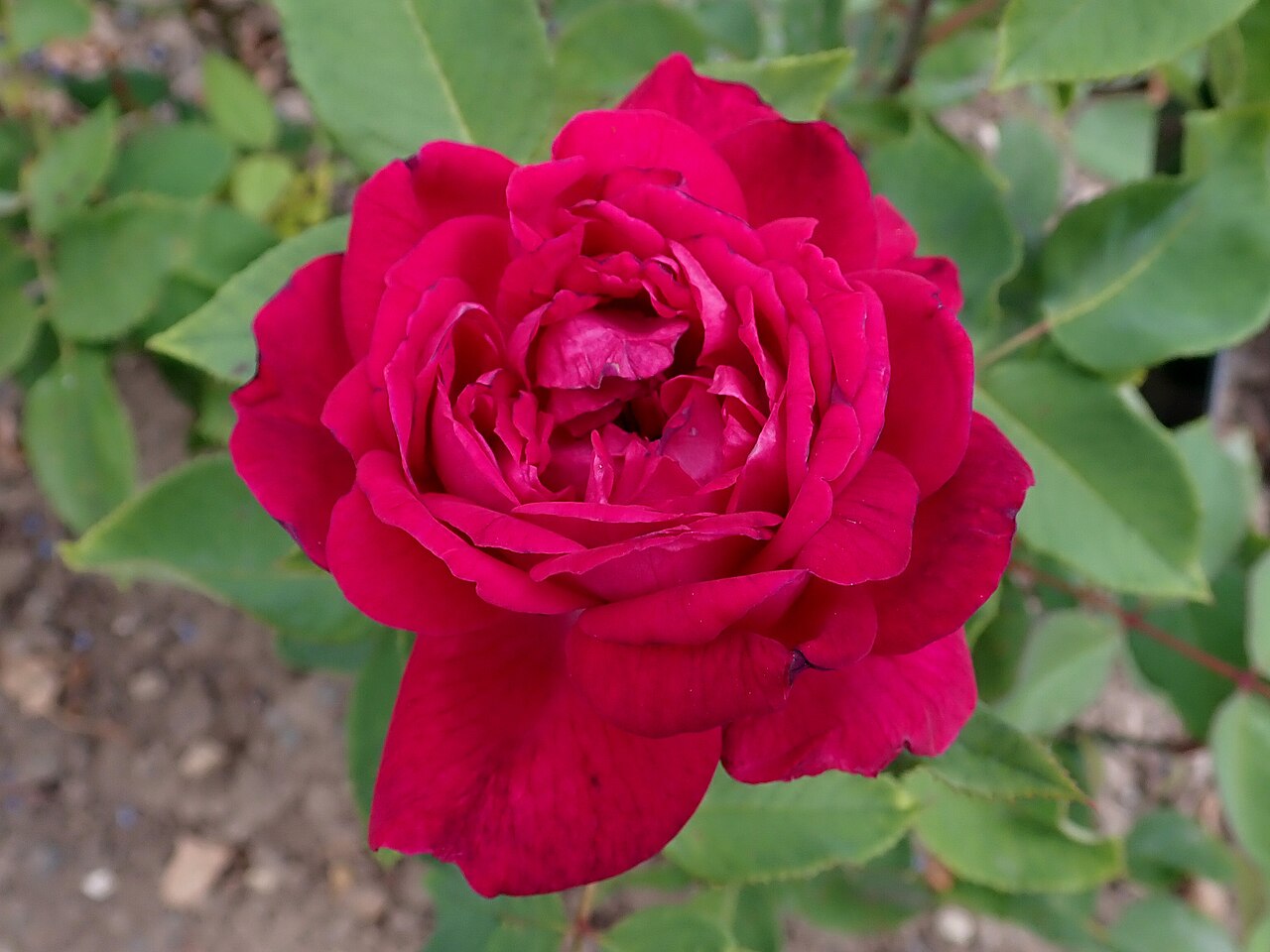 Duc de Bragance