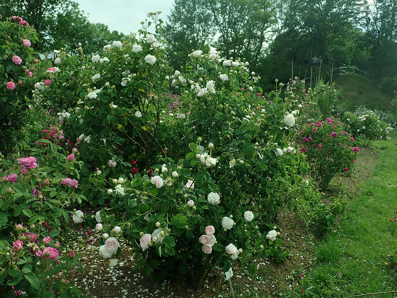 Rose Schelfhout