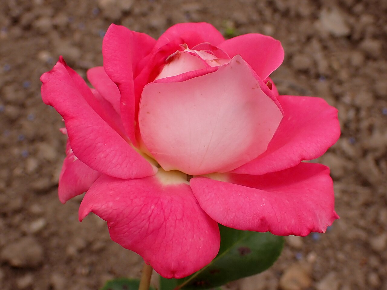 Cantilena Bohemica