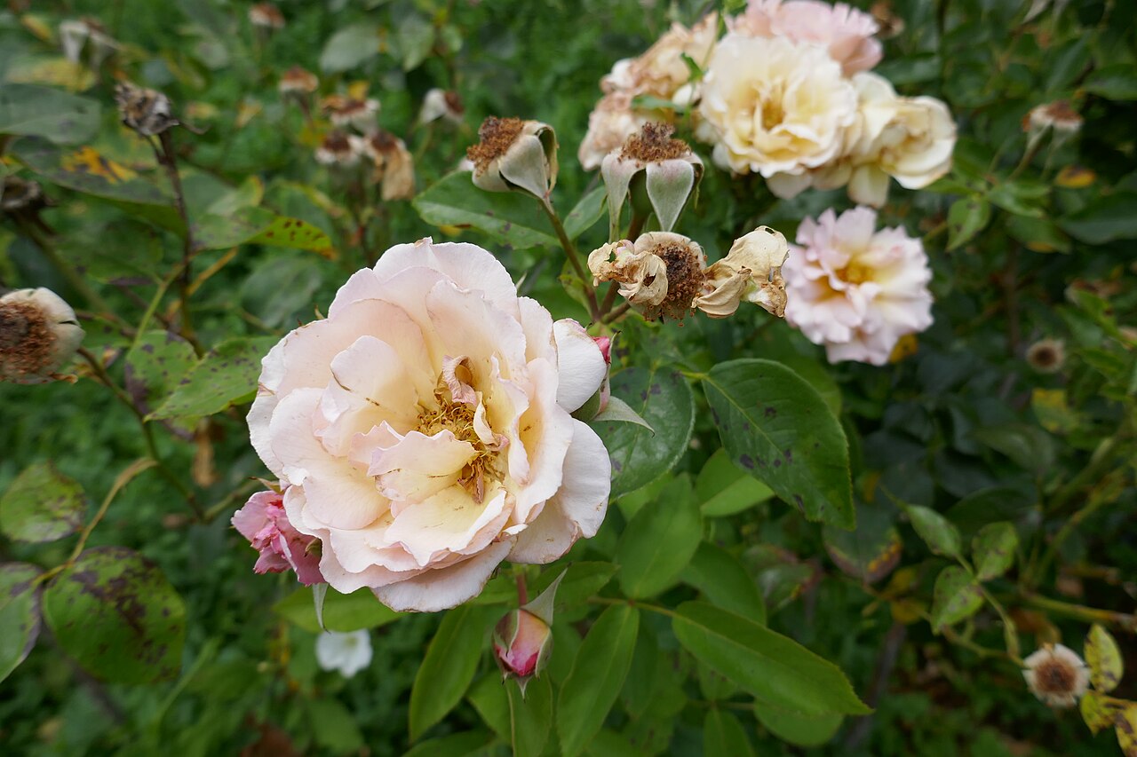 Jeanne Richert