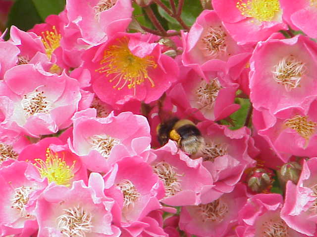 Maria Lisa rose