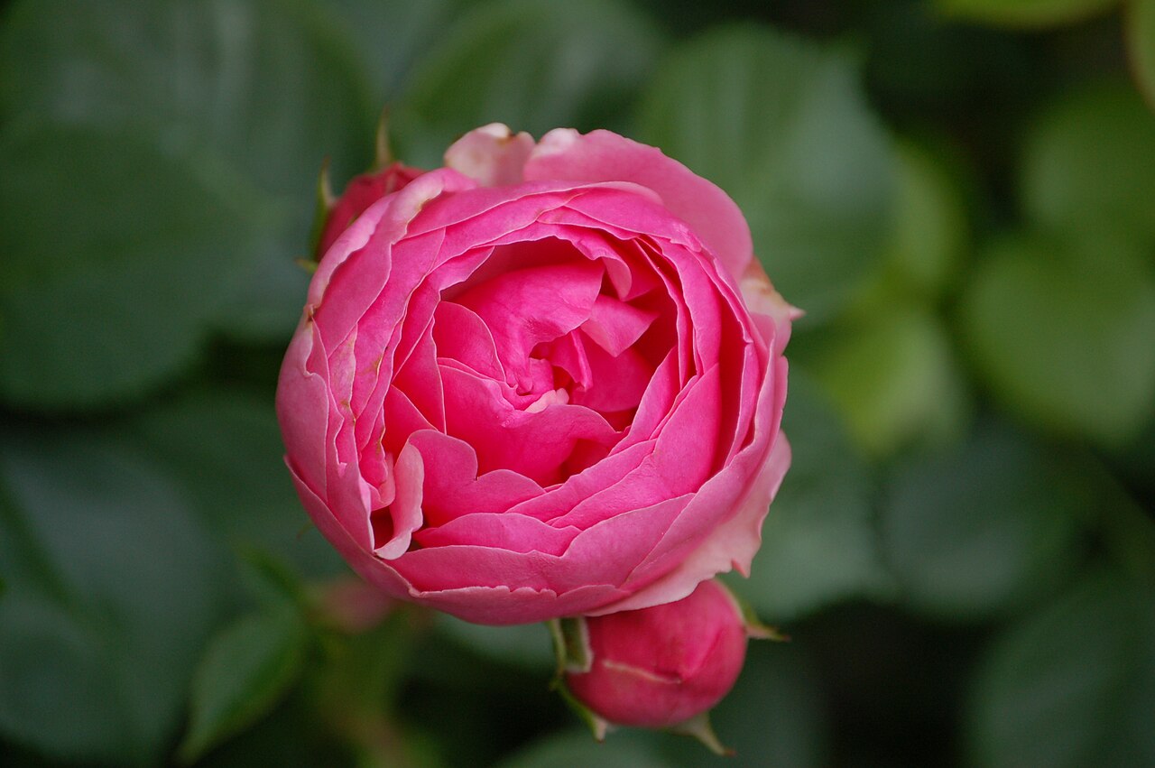 Pomponella