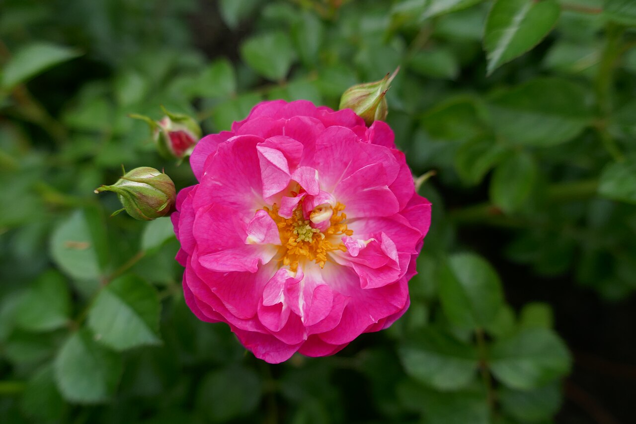 Pink Ricco Amorina