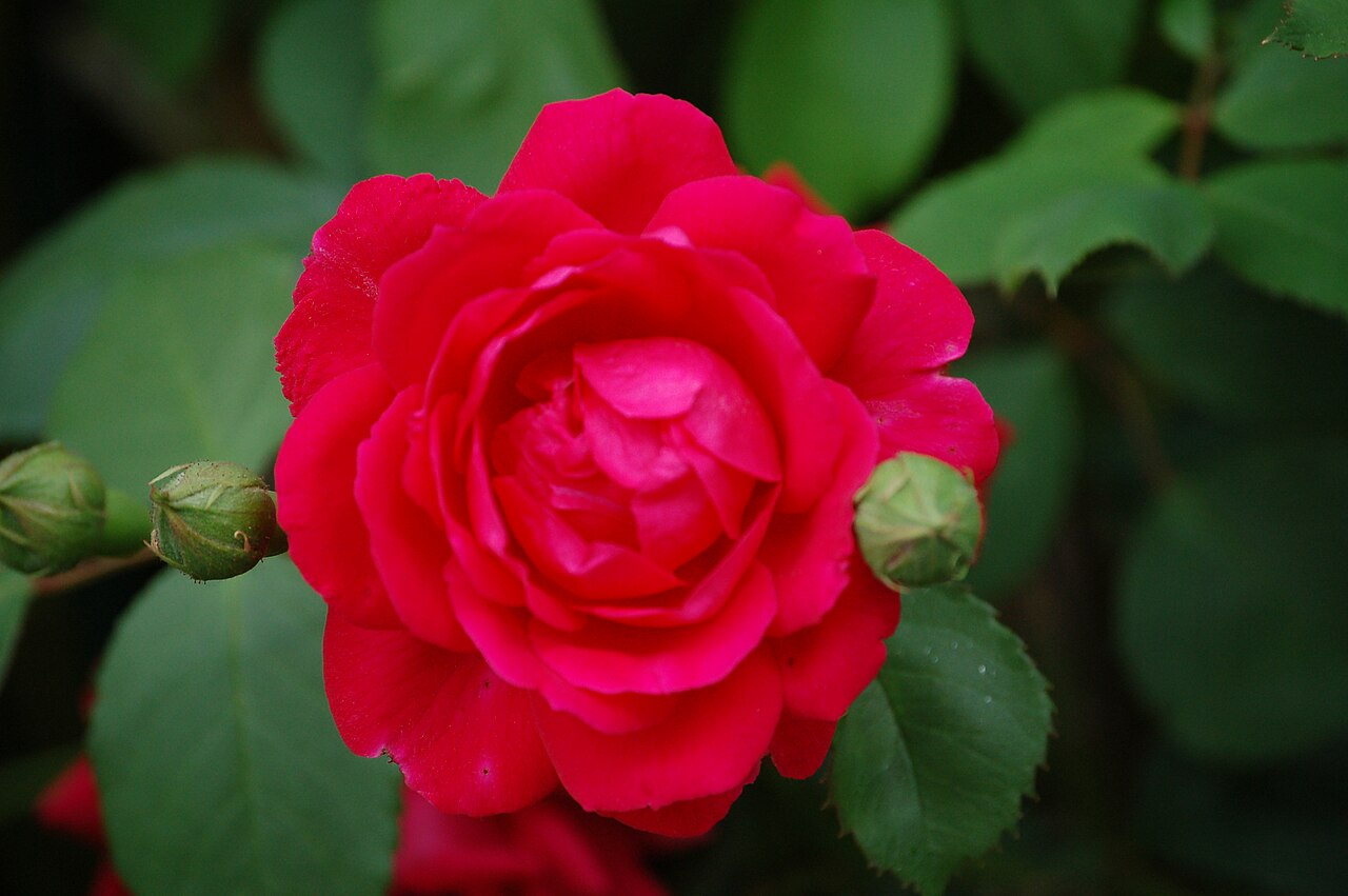 Paul's Scarlet Climber