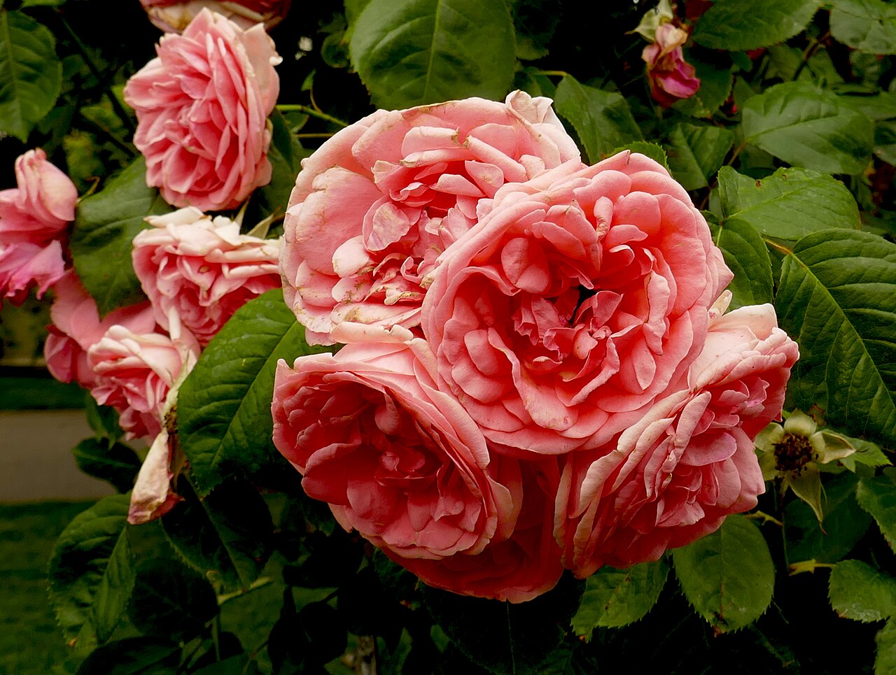 Johann Strauss