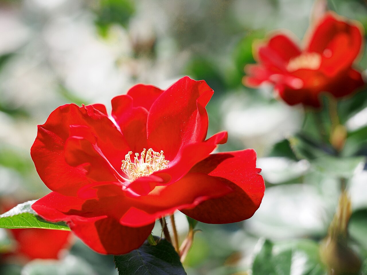Red Glory