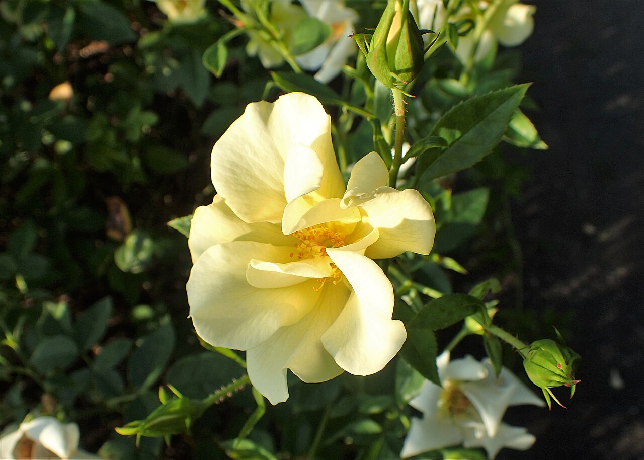 Limoncello