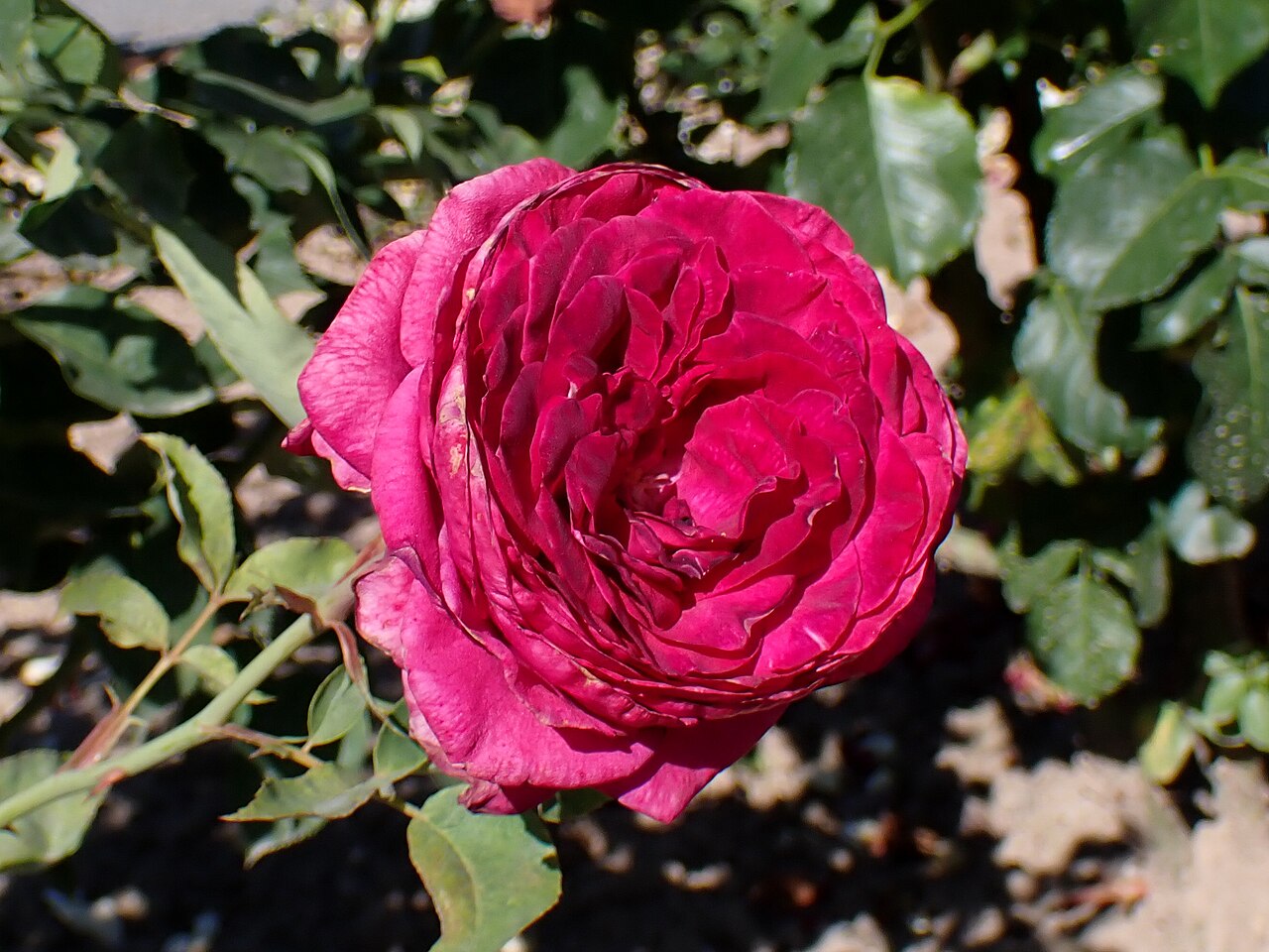 La Belle Alsacienne
