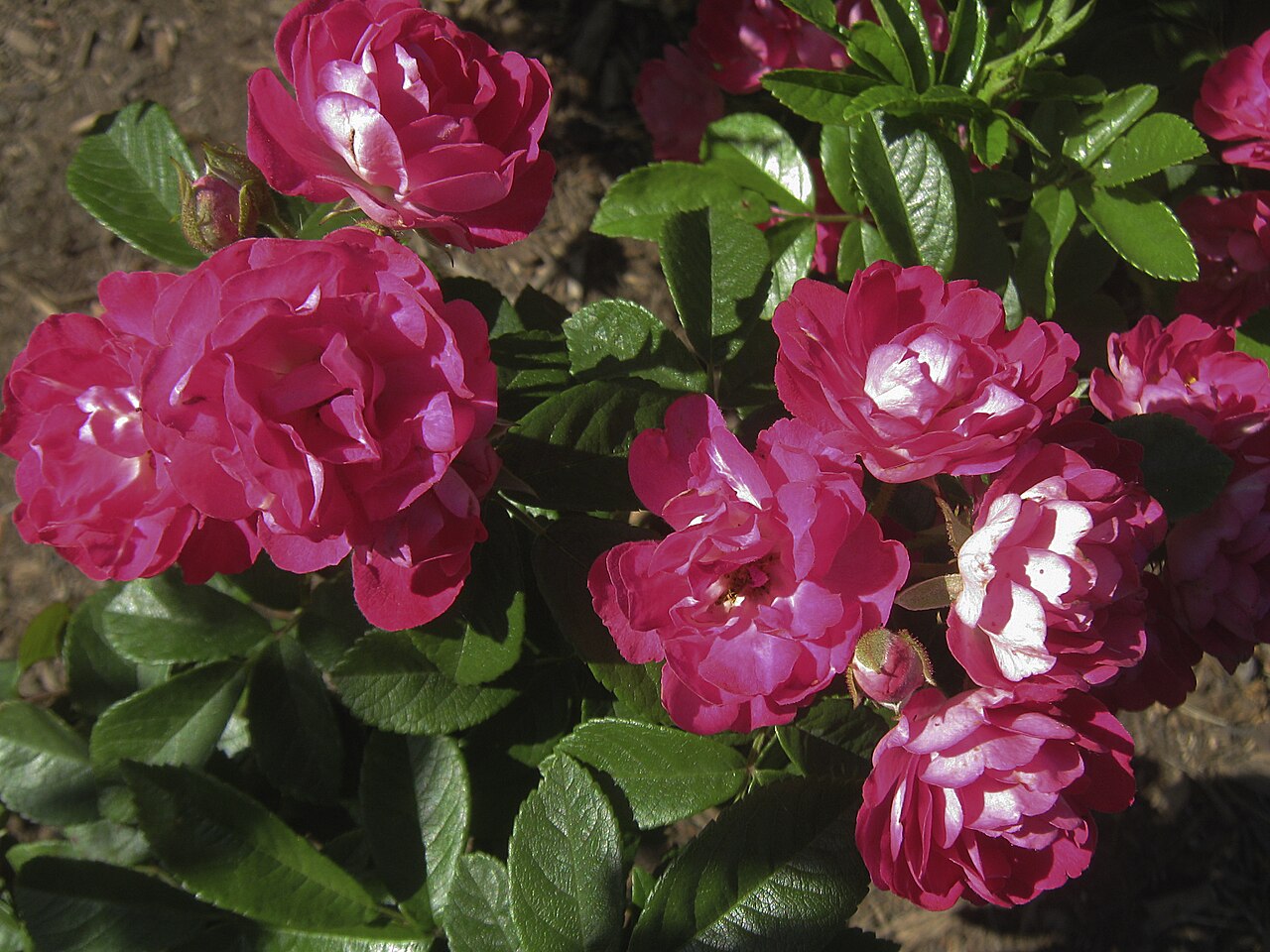 Esmeralda