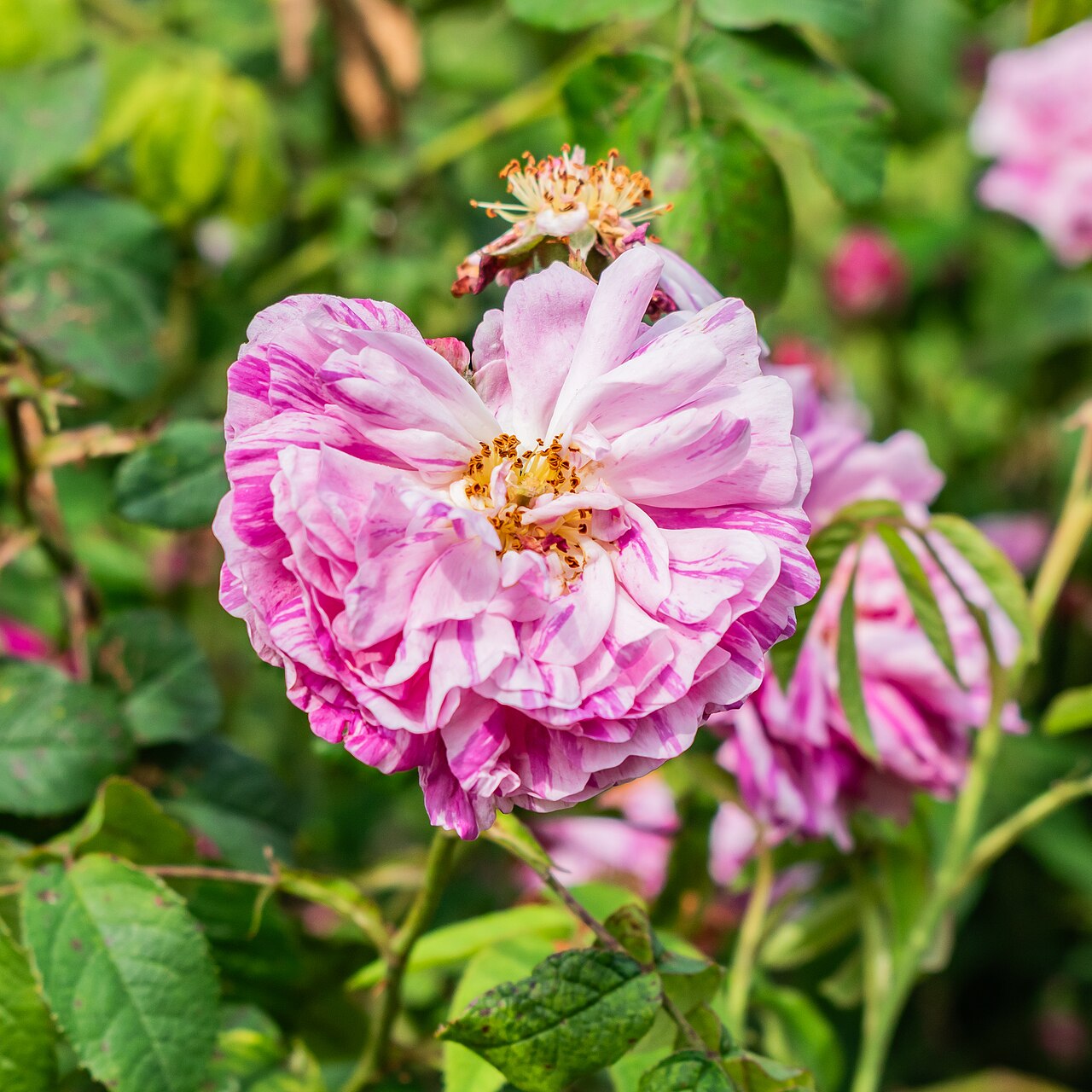 Belle des Jardins