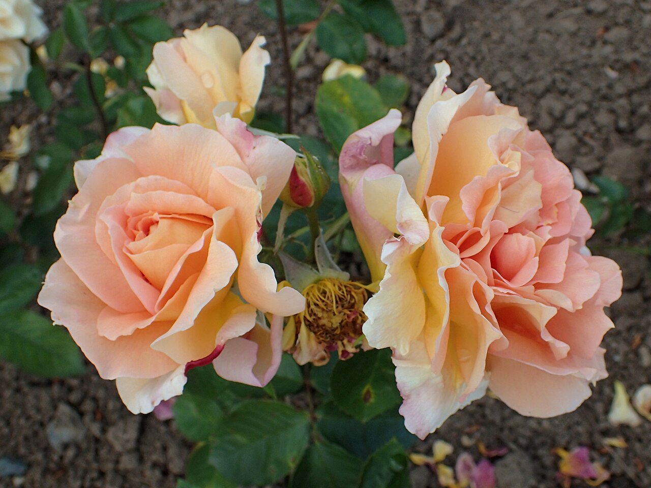 Mrs. Paul R. Bosley