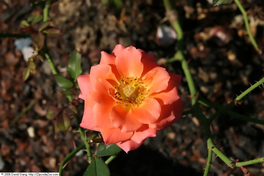 Classic Orange