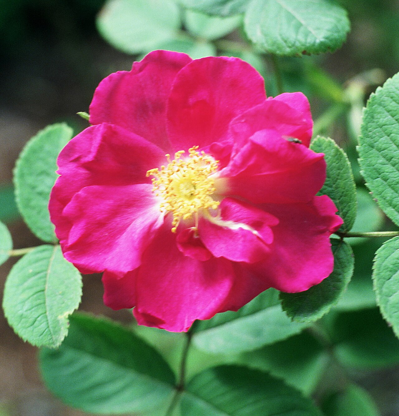 Duchess of Portland