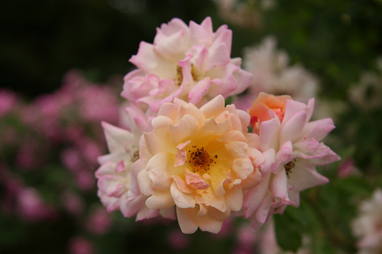 Phyllis Bide