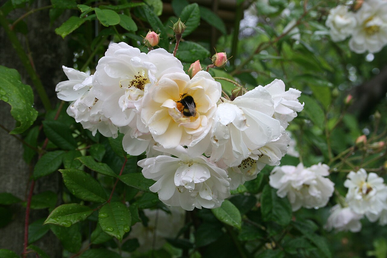 Lykkefund rose