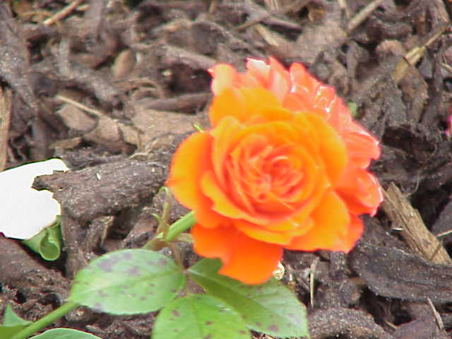 Orange Sunblaze
