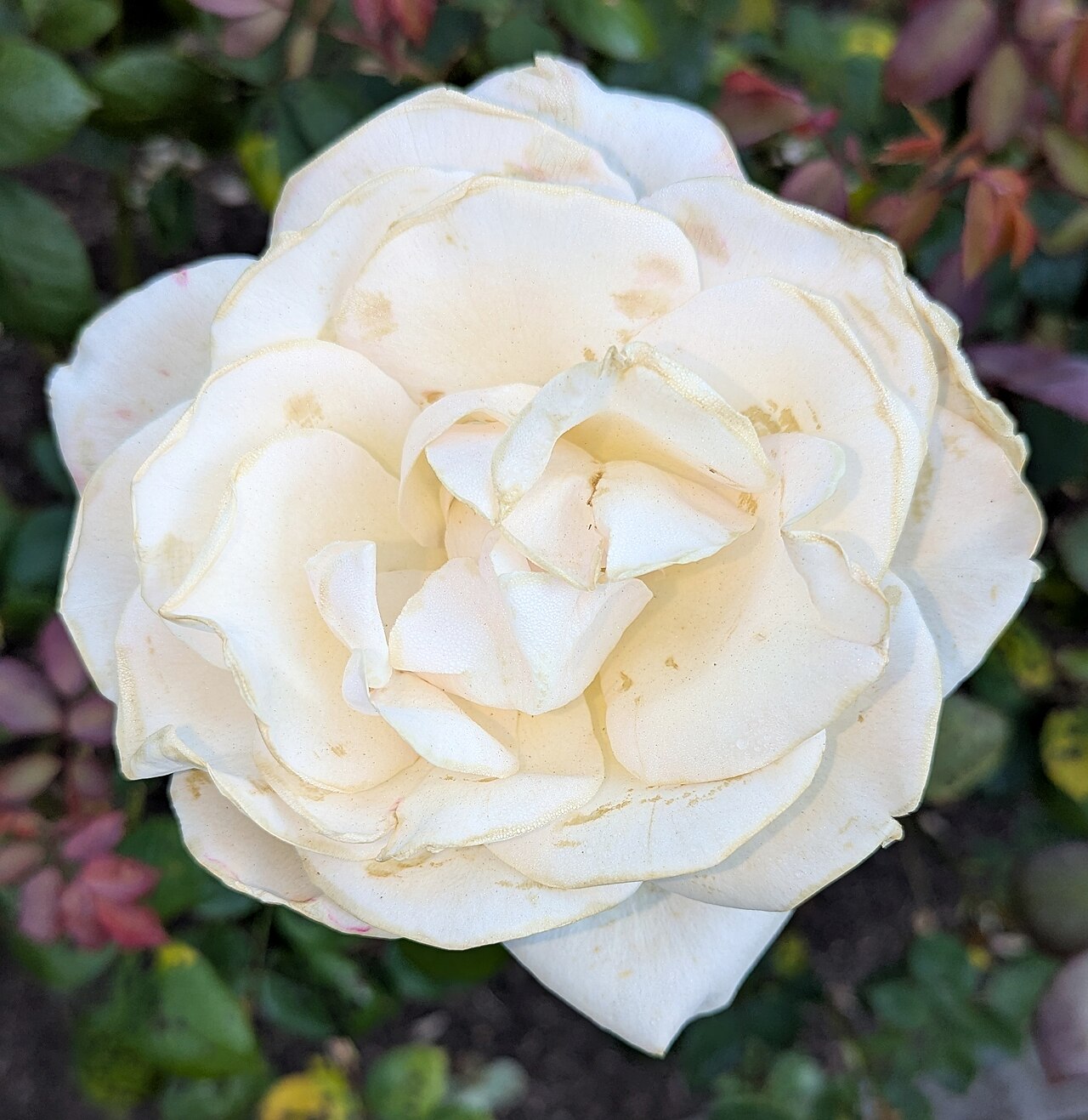 White Delight